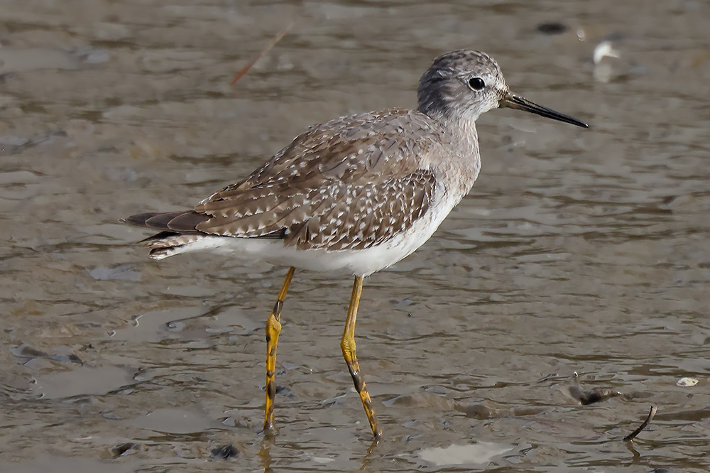 Lesser yellowlegs